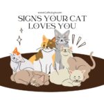 20 Signs Your Cat Loves You