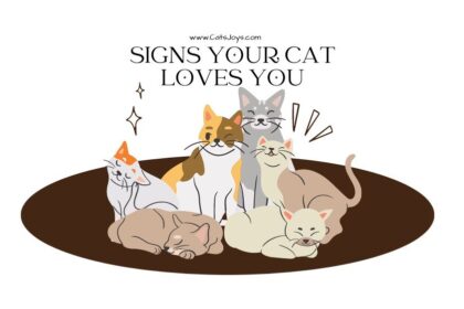 20 Signs Your Cat Loves You