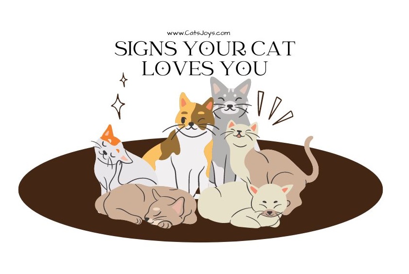 20 Signs Your Cat Loves You