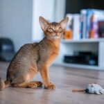 Abyssinian Cat Breed