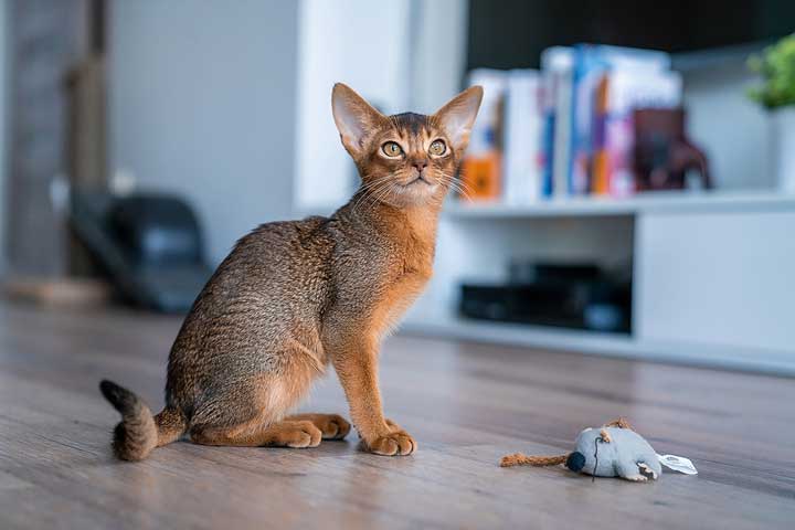 Abyssinian Cat Breed