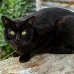 Bombay Cat