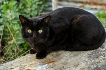Bombay Cat