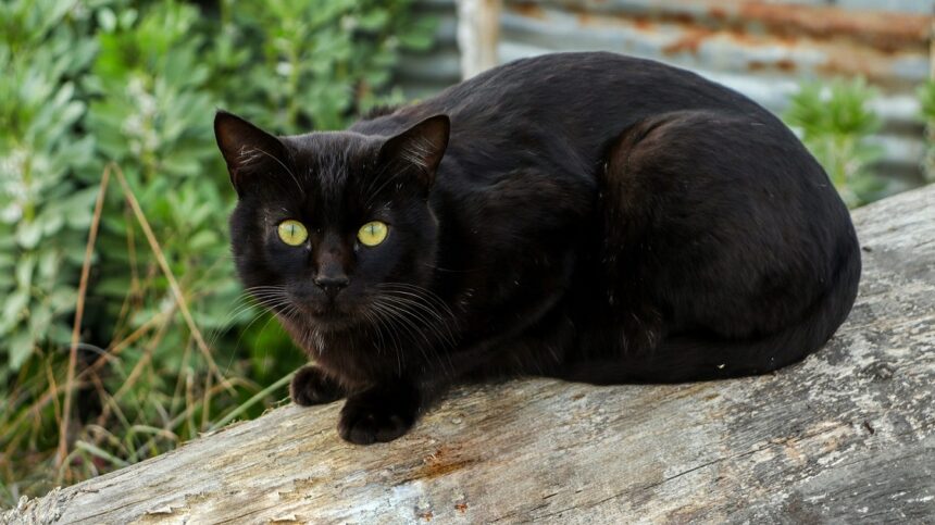 Bombay Cat