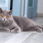 British Blue Cat