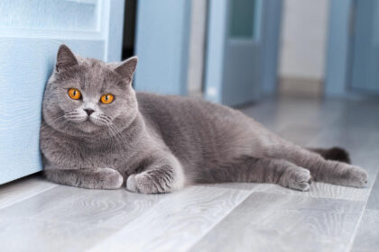 British Blue Cat