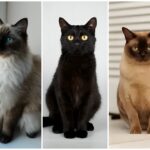 Burmese, Birman & Bombay