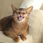 Cat Meowing