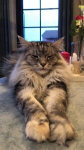 Maine Coon