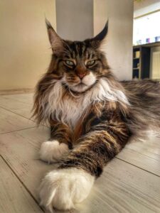 Maine Coon