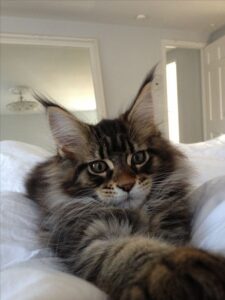 Maine Coon