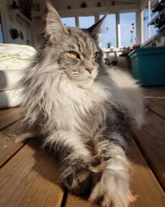 Maine Coon