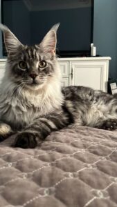 Maine Coon