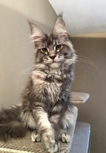 Maine Coon