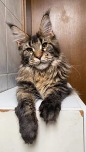 Maine Coon