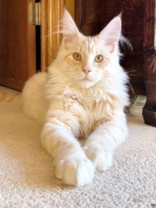 Maine Coon