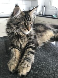 Maine Coon