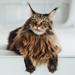 Maine Coon Cat