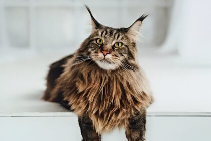 Maine Coon Cat