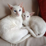 Oriental Shorthair Cats