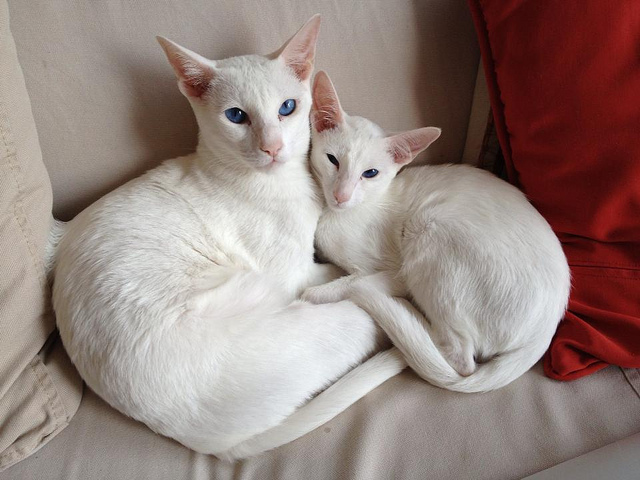 Oriental Shorthair Cats