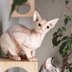 Sphynx Cat