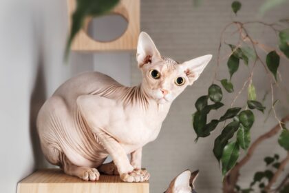 Sphynx Cat