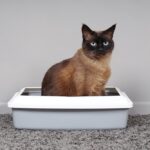 Train Your Cat to Use a Litter Box