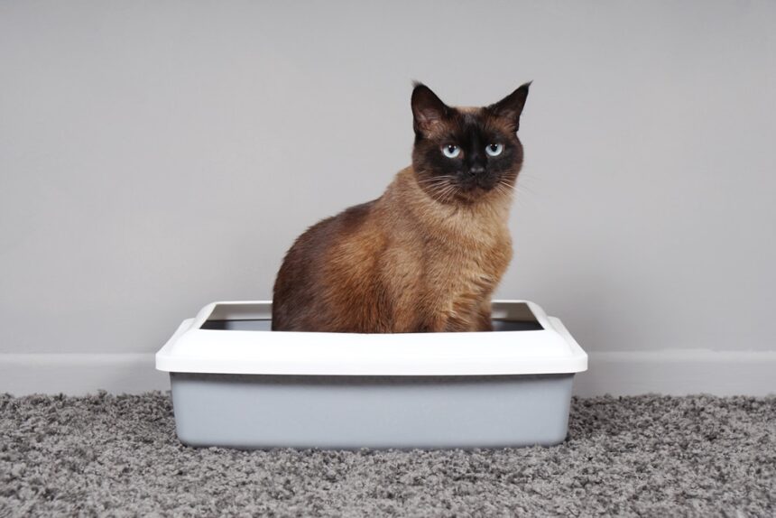 Train Your Cat to Use a Litter Box