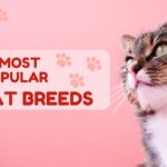 10 Most Popular Cat Breeds