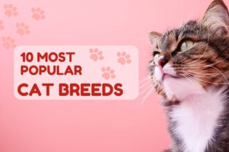 10 Most Popular Cat Breeds