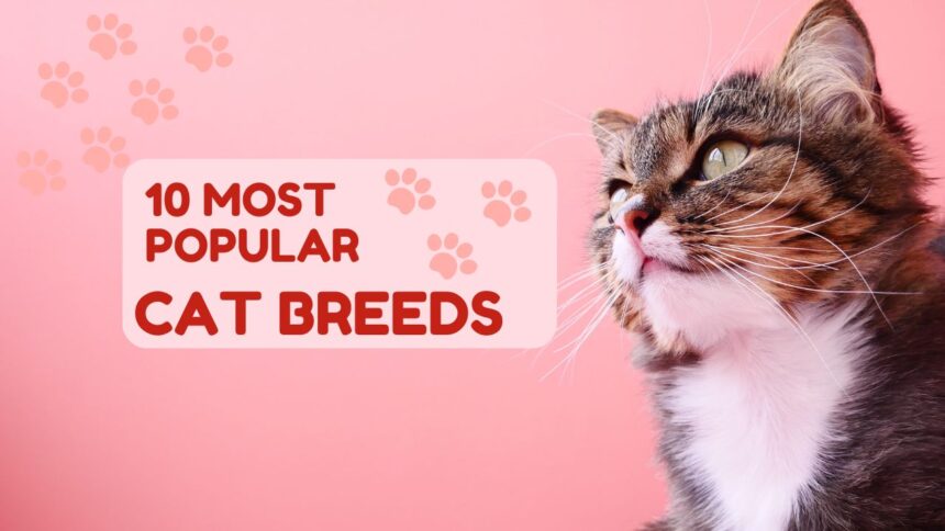 10 Most Popular Cat Breeds