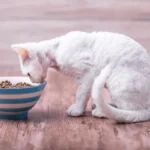 8 Healthy Ways to Fatten Up a Cat