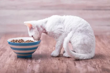 8 Healthy Ways to Fatten Up a Cat