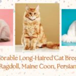 Adorable Long-Haired Cat Breeds: Maine Coon, Persian and Ragdoll