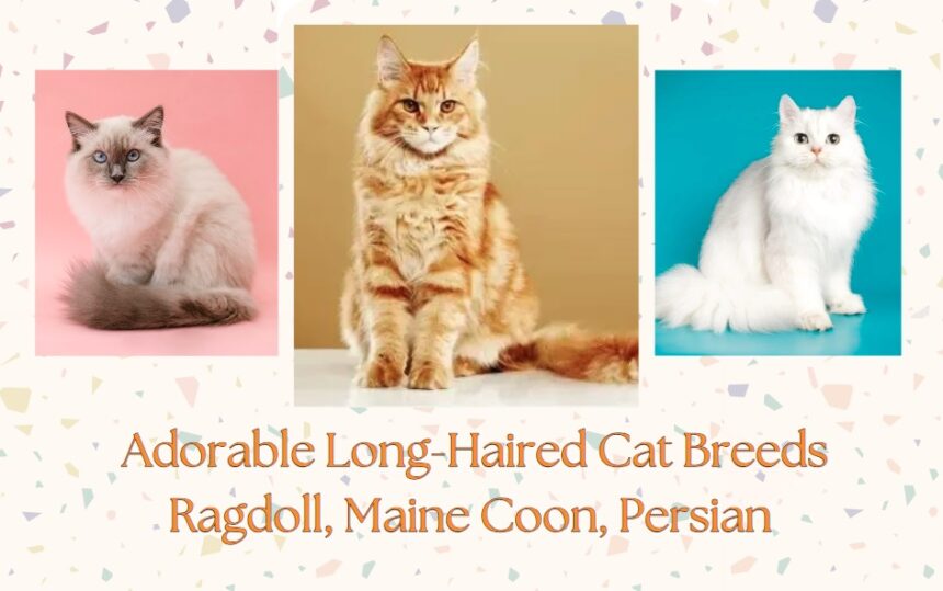 Adorable Long-Haired Cat Breeds: Maine Coon, Persian and Ragdoll