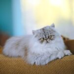 All About Persian Cat