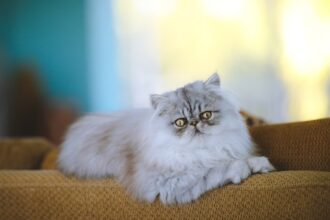 All About Persian Cat