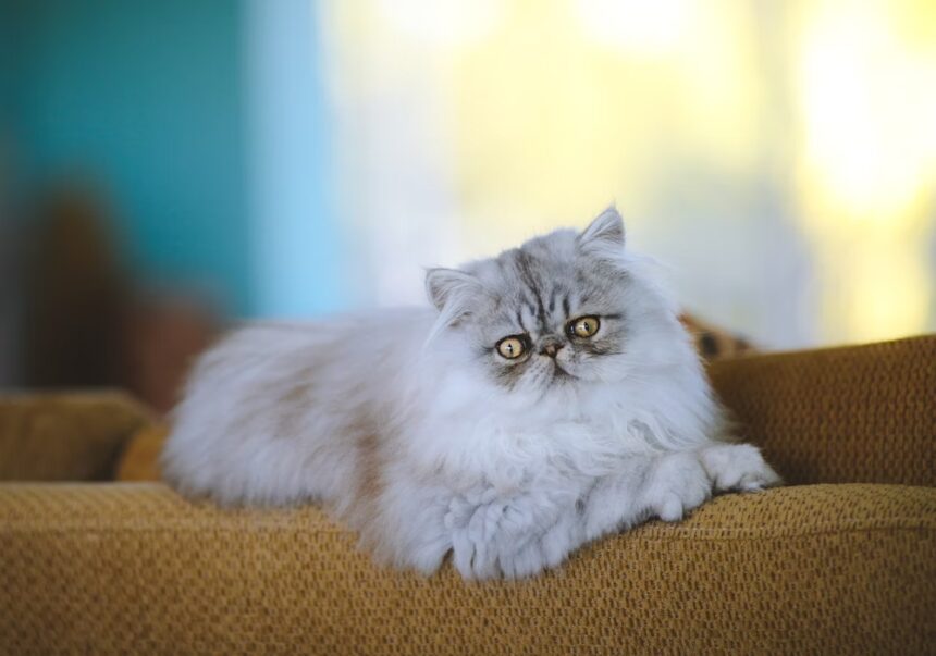 All About Persian Cat