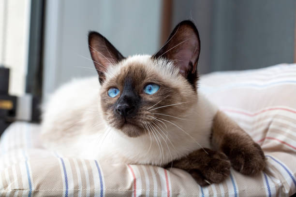 Balinese cat