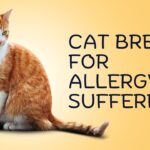 Best Cat Breeds for Allergy Sufferers