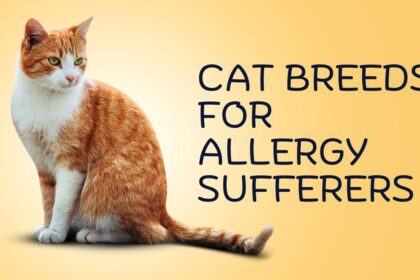 Best Cat Breeds for Allergy Sufferers