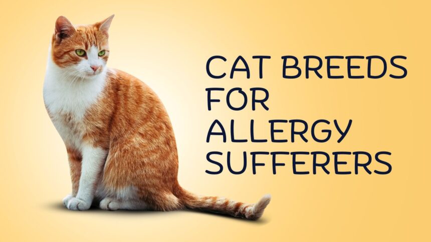 Best Cat Breeds for Allergy Sufferers