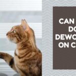 Can I Use Dog Dewormer on Cats