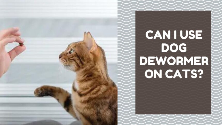 Can I Use Dog Dewormer on Cats