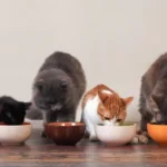 Cat Food vs. Kitten Food