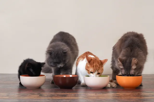 Cat Food vs. Kitten Food