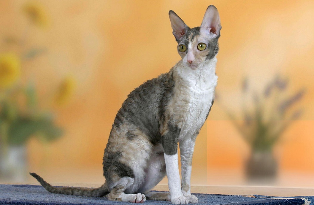 Cornish Rex cat