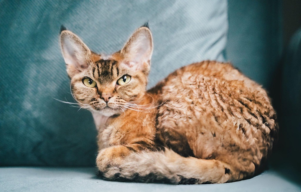 Devon Rex Cat