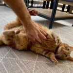 Do Cats Like Belly Rubs